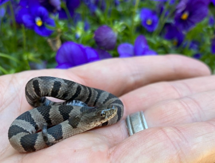 Midland Water Snake